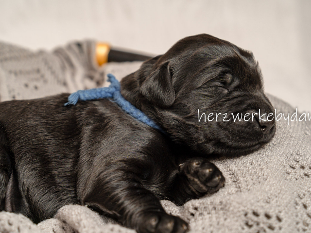 Herr Blau nach 10 Tagen